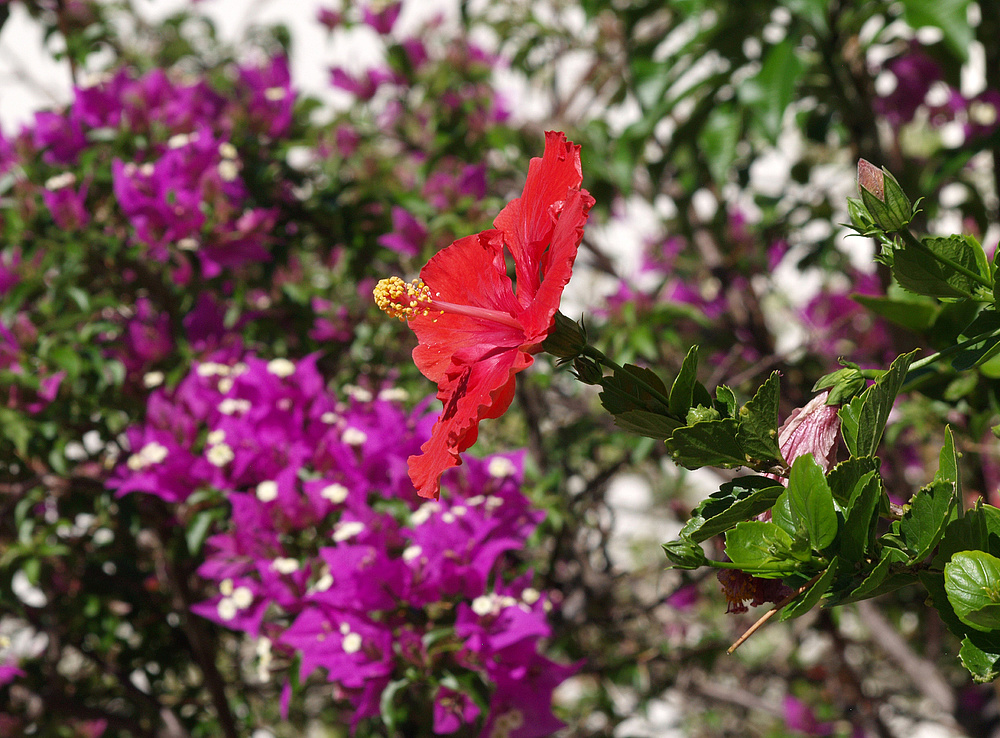 Mélange de fleurs et de couleurs -- Farben- und Blumenmischung