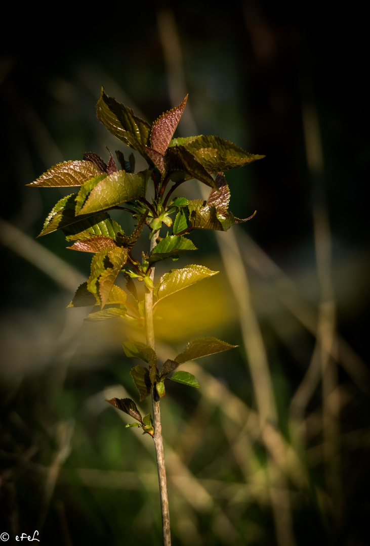 Mélange des couleurs