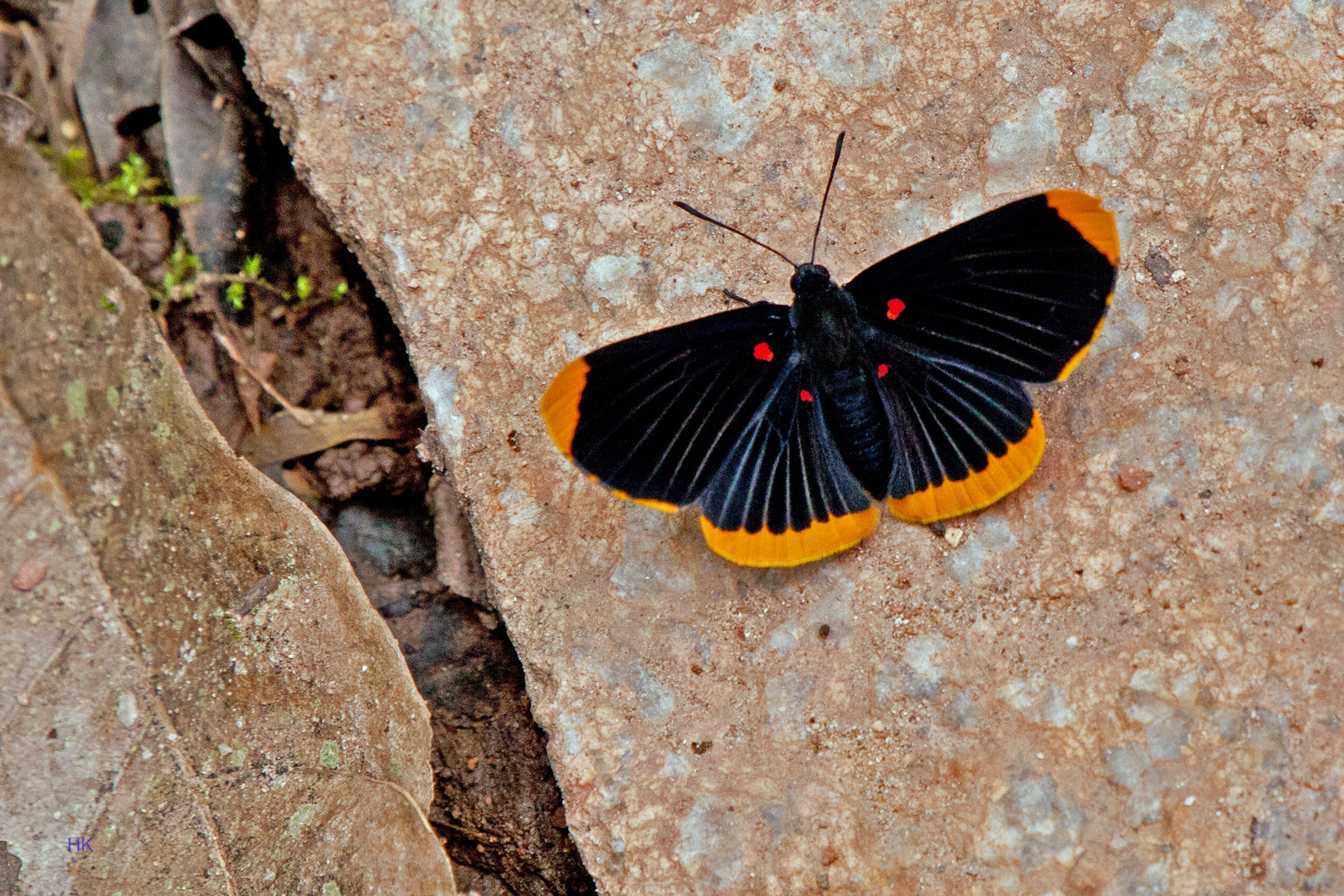 Melanis smithiae, Smith's Pixie