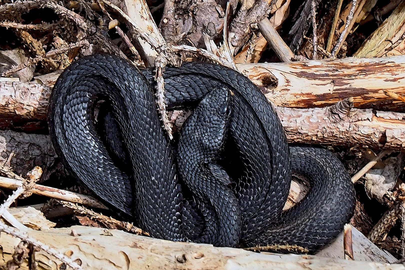 Melanistische Aspisviper - Vipère aspic mélanique.