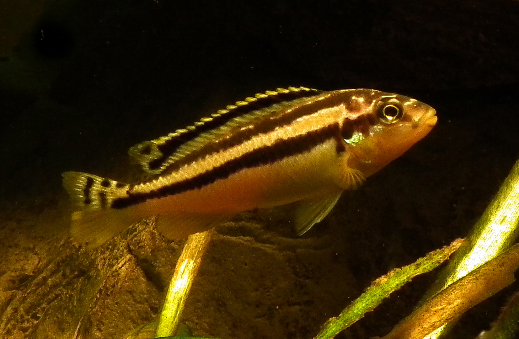 melanochromis auratus ( Türkisbuntbarsch w.)