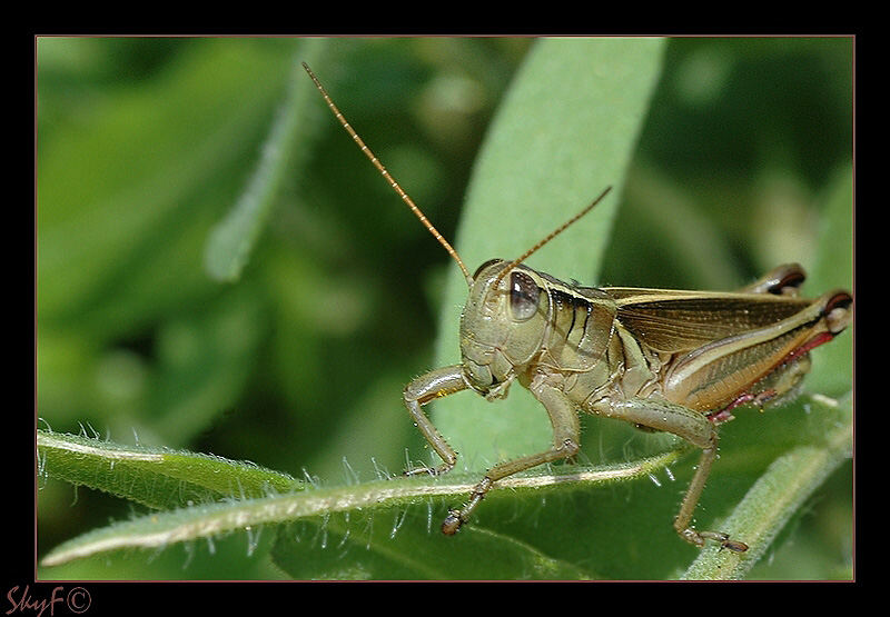 Melanoplus femurrubrum