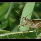 Melanoplus femurrubrum