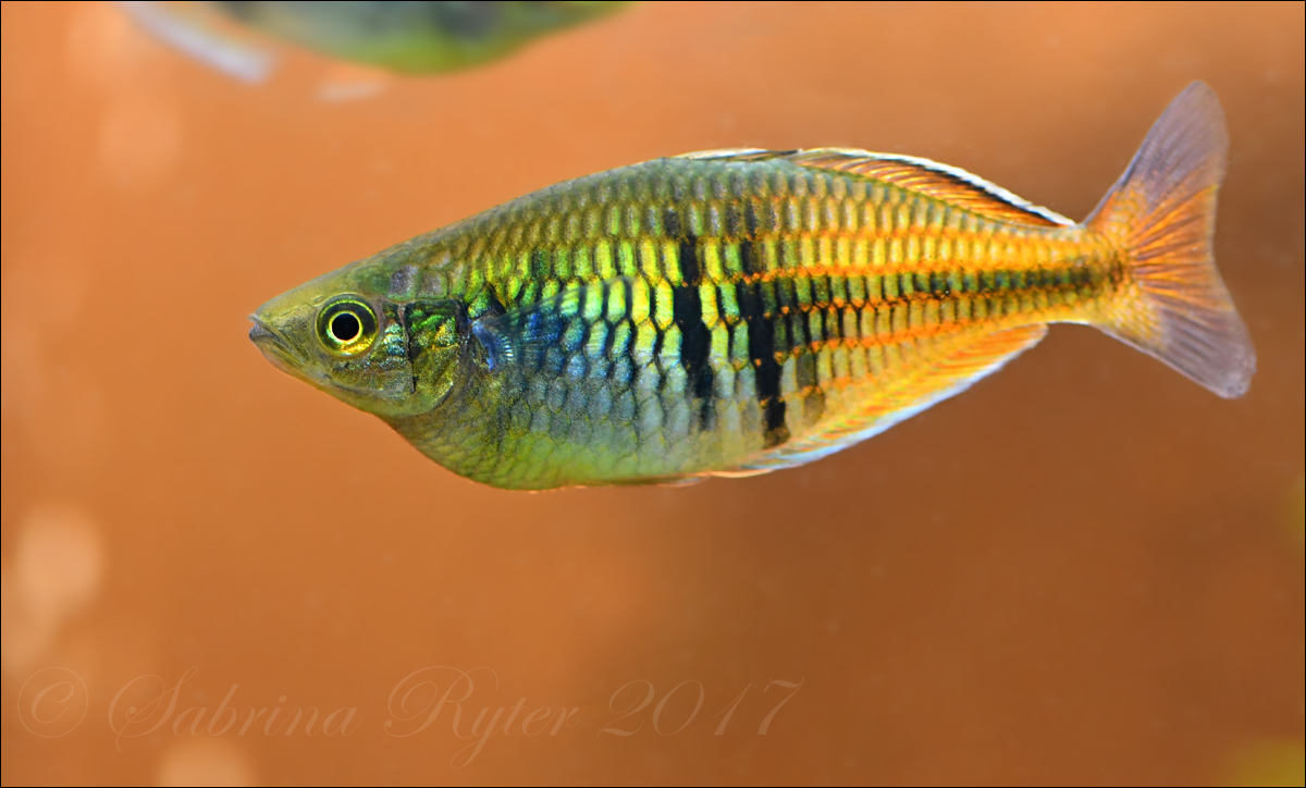 Melanotaenia boesemani Foto & Bild tiere, haustiere, aquaristik