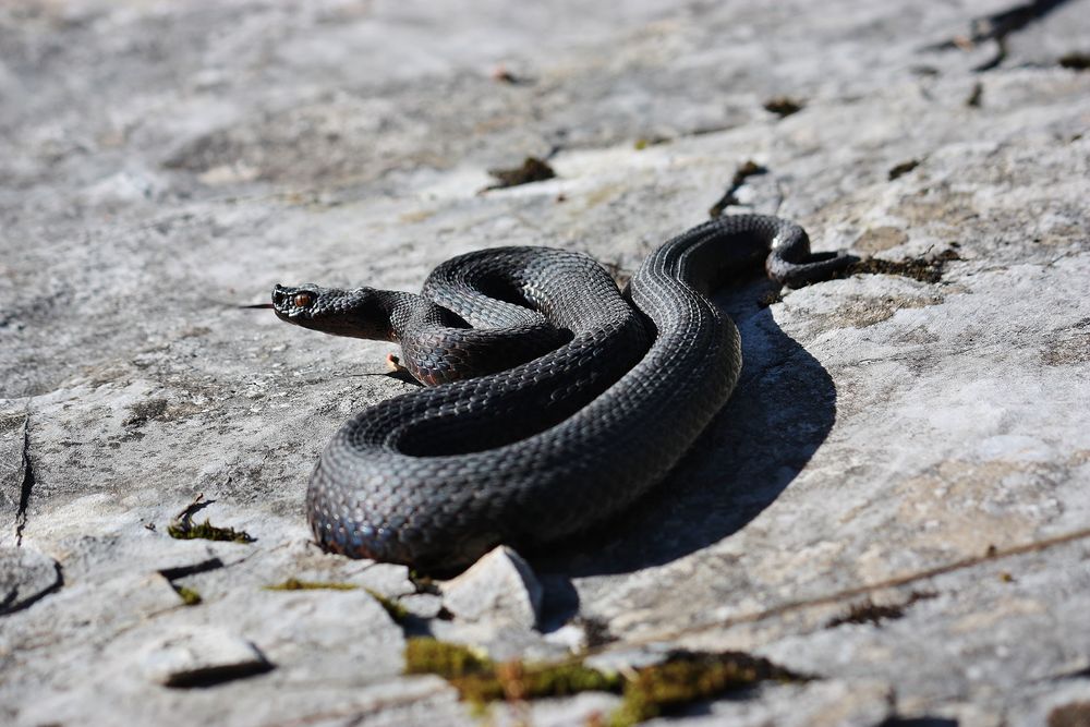 Melanotische Alpenviper ( Vipera a.aspis) "atra"