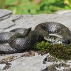 Melanotische Ringelnatter (Natrix n.helvetica).