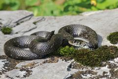 Melanotische Ringelnatter (Natrix n.helvetica).