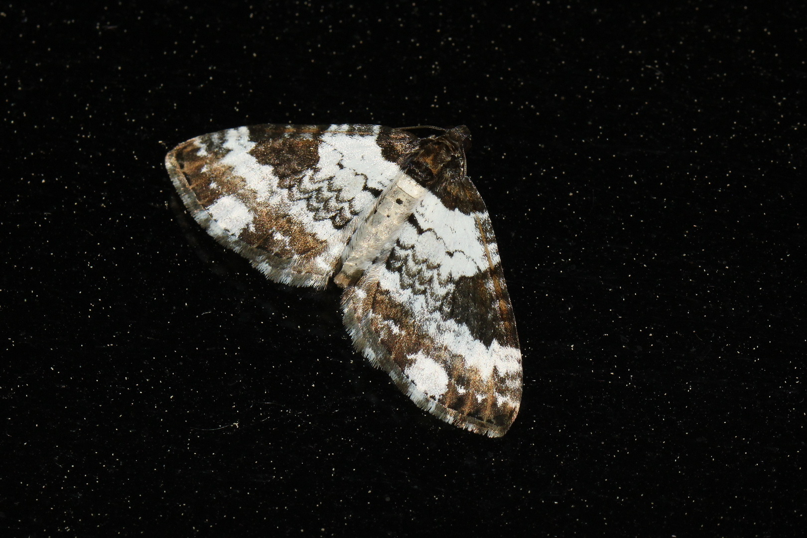 Melanthia procellata