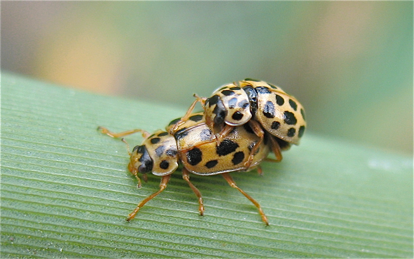 (Melasoma- ?) Blattkäfer bei der Paarung, aber nicht "vigintipunctata" . . .