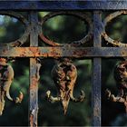 Melatenfriedhof Köln 14