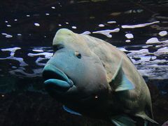 Melbourne Aquarium # 1