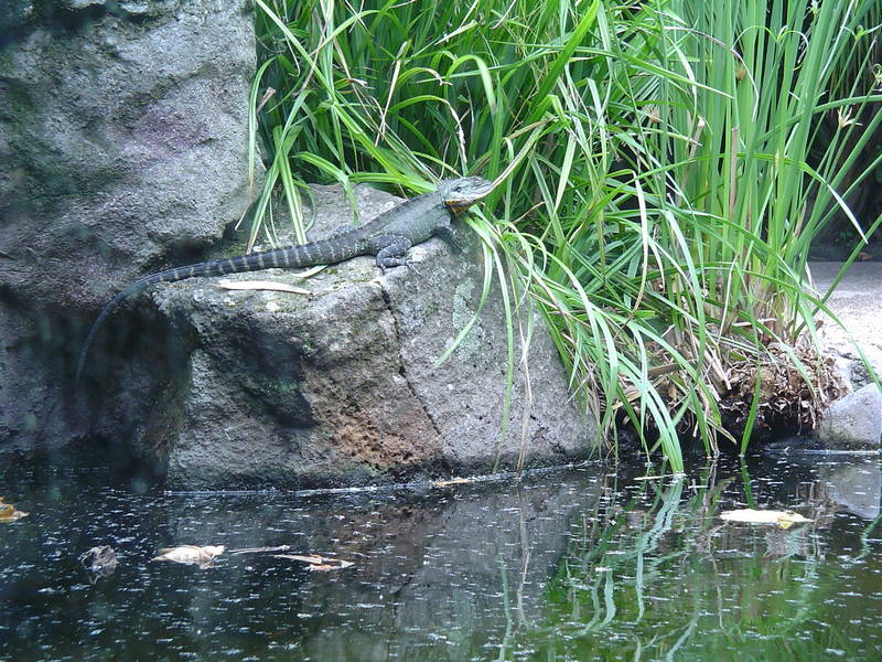 Melbourne Zoo