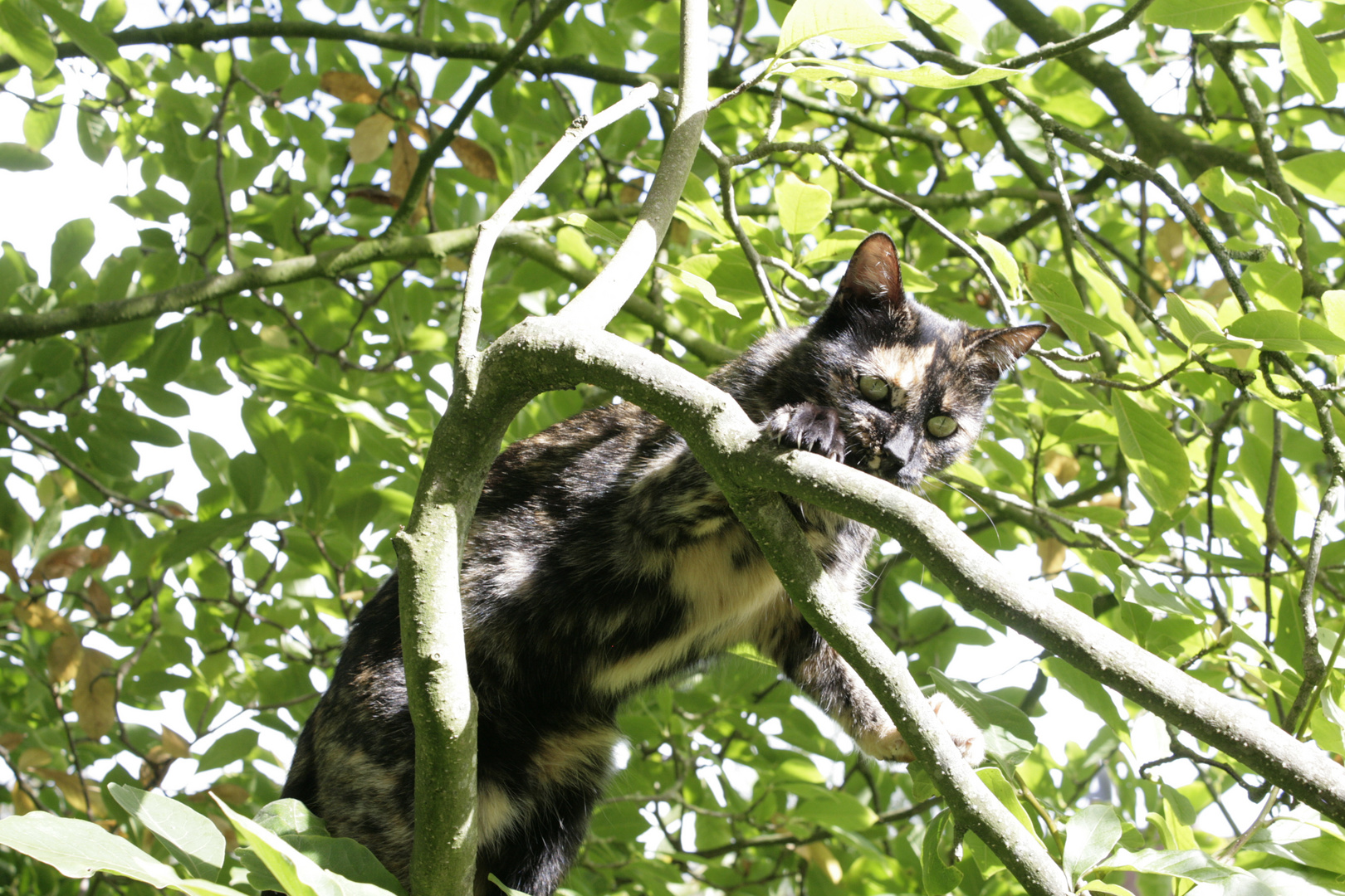 Melchi auf dem Baum