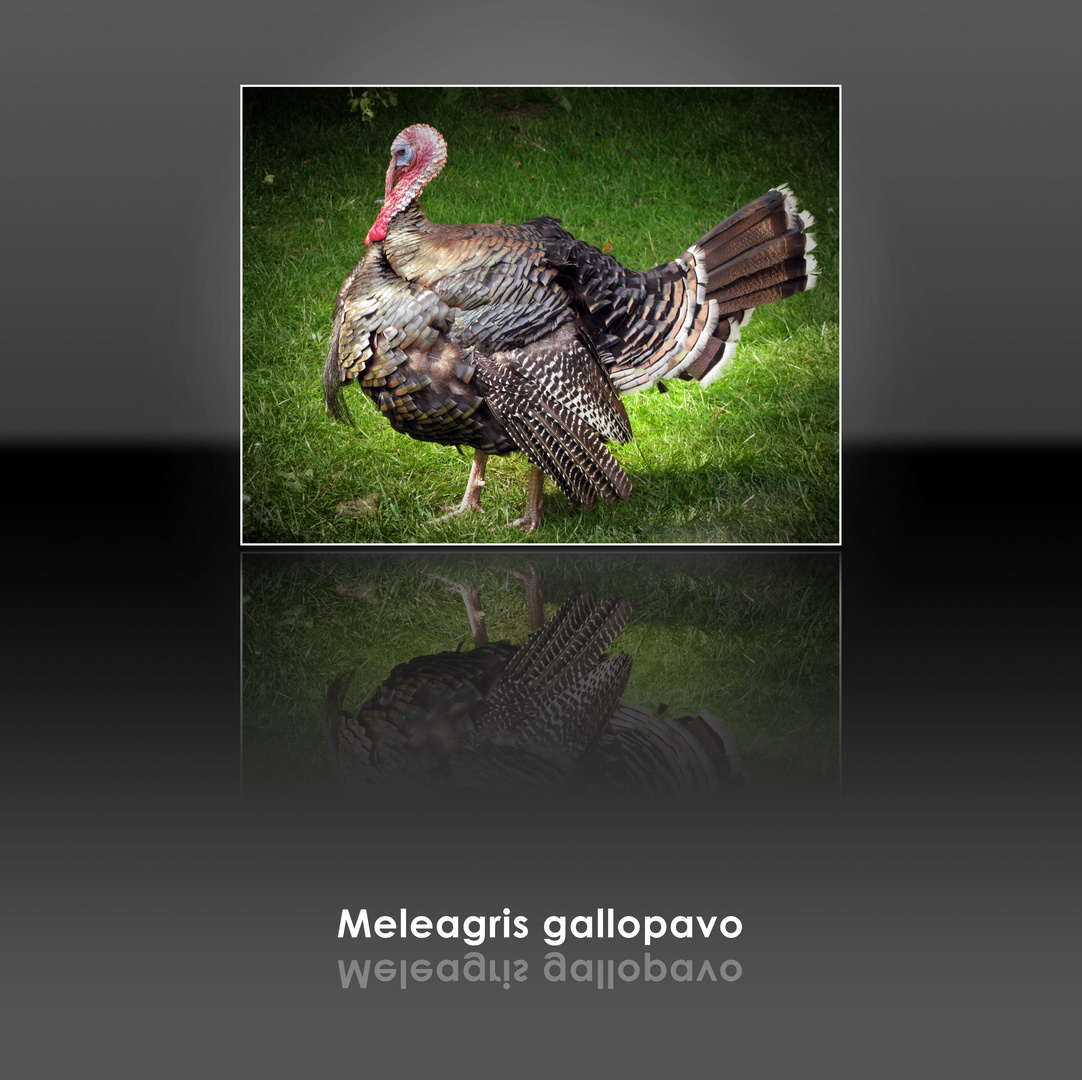 Meleagris gallopavo
