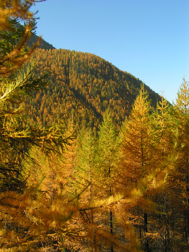 Mélèzes en automne