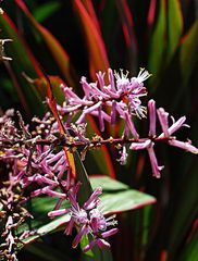 Méli-mélo de fleurs et couleurs -- Durcheinander von Blumen und Farben