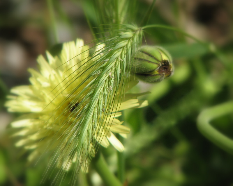 Meli-melo d'herbes