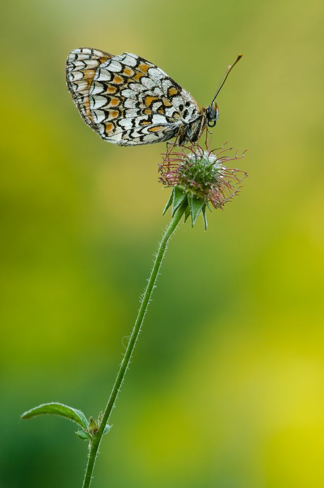 Meliathea