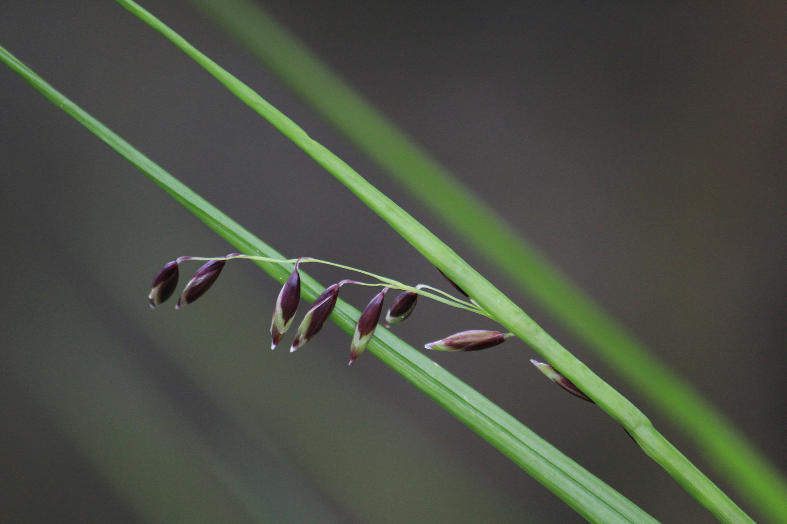 Melica nutans