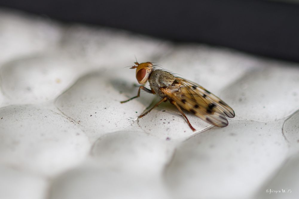 Melieria omissa