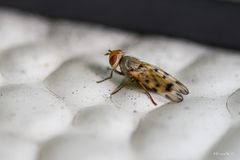 Melieria omissa