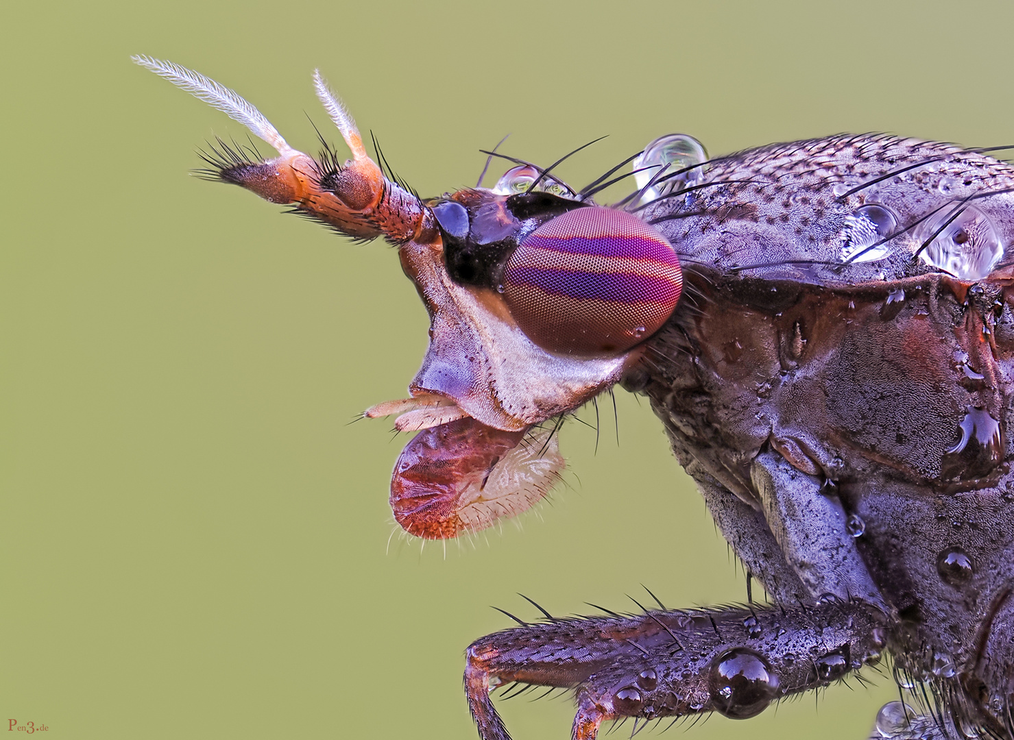 Melierte Schneckenfliege 