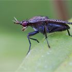 Melierte Schneckenfliege