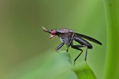 Melierte Schneckenfliege