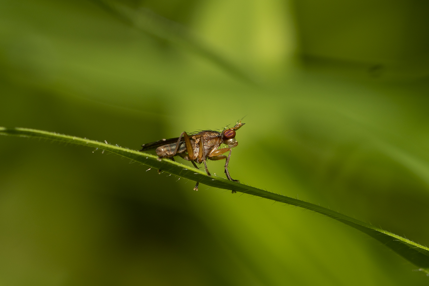 Melierte Schneckenfliege (Coremacera marginata)