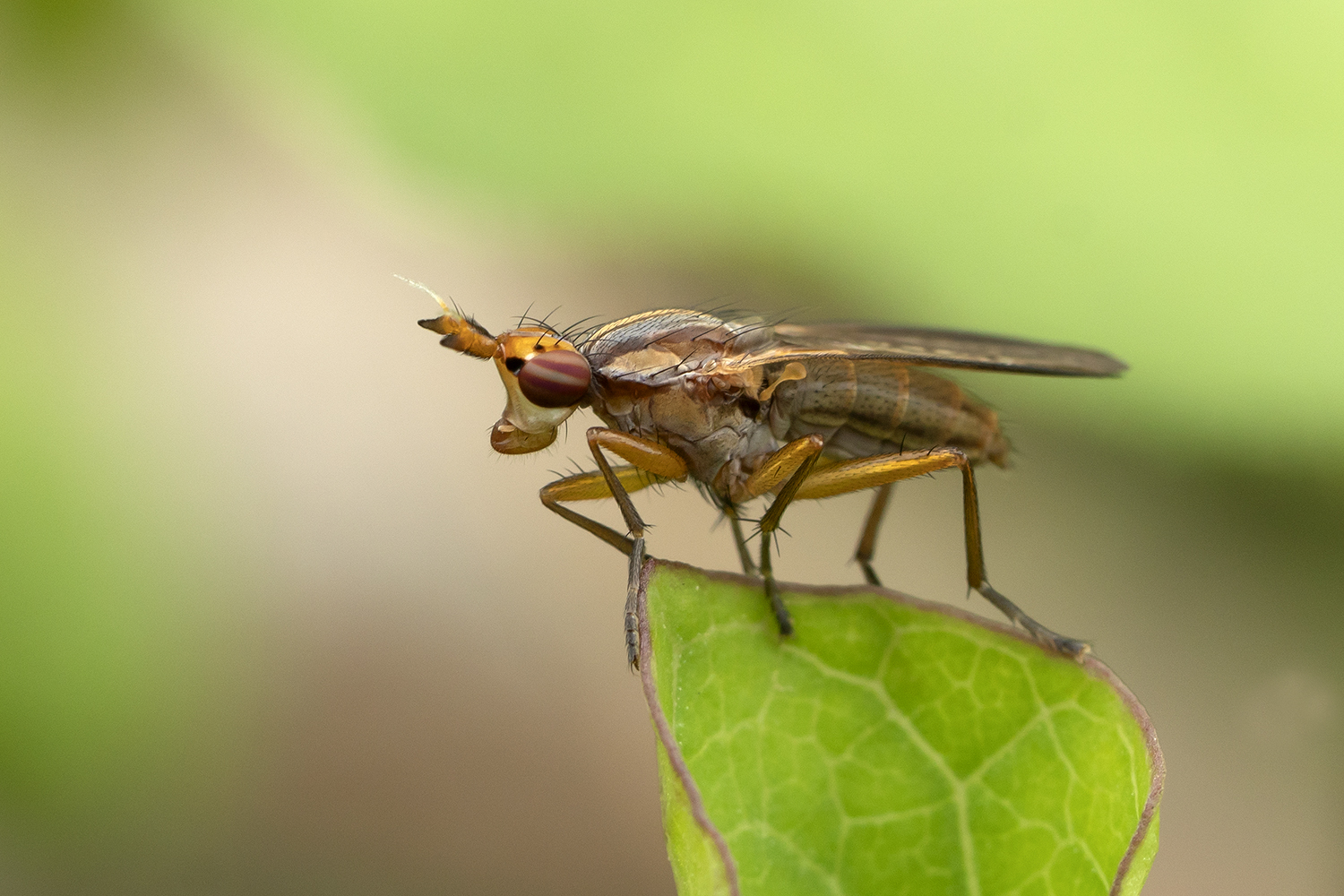 Melierte Schneckenfliege (Coremacera marginata) 2