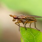 Melierte Schneckenfliege (Coremacera marginata) 2