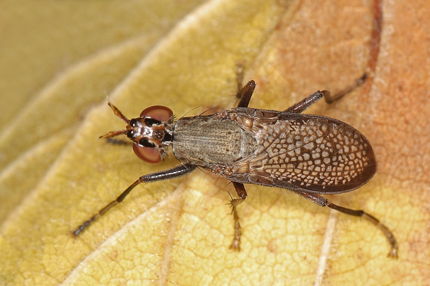 Melierte Schneckenfliege (Coremacera marginata)