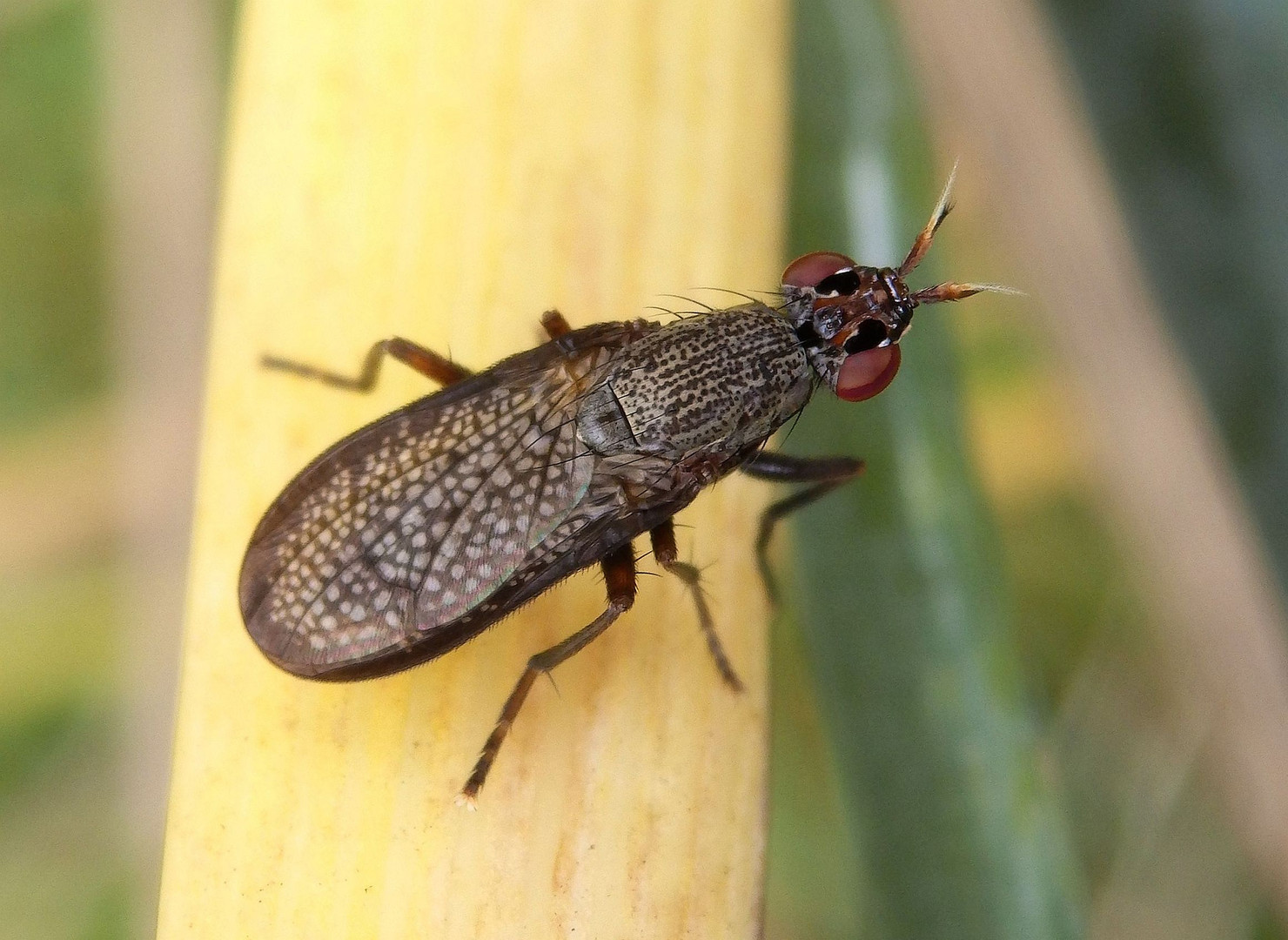 Melierte Schneckenfliege (Coremacera marginata)