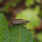 Melierte Schneckenfliege (Coremacera marginata)