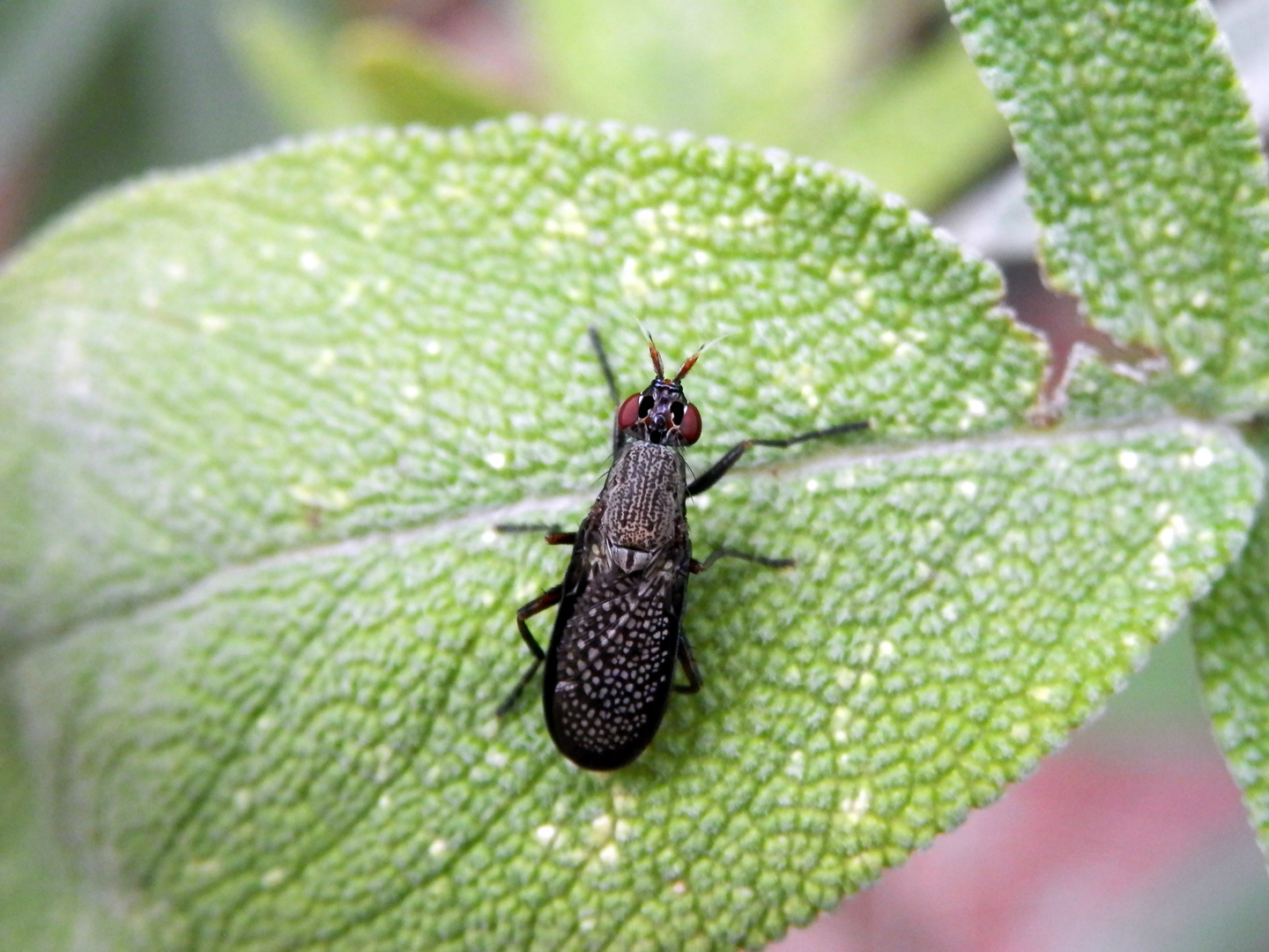 Melierte Schneckenfliege (Coremacera marginata) auf Salbei