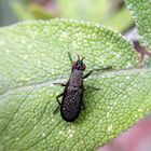 Melierte Schneckenfliege (Coremacera marginata) auf Salbei