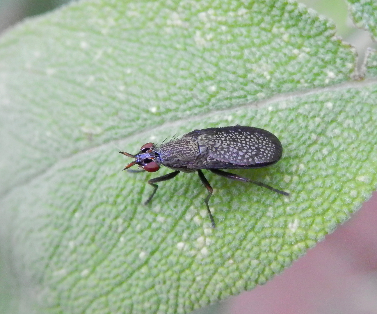 Melierte Schneckenfliege (Coremacera marginata) auf Salbei