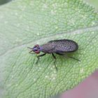 Melierte Schneckenfliege (Coremacera marginata) auf Salbei