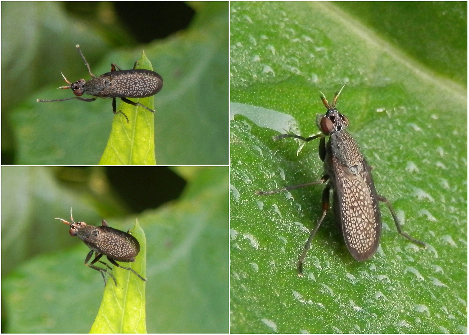 Melierte Schneckenfliege (Coremacera marginata) - Collage