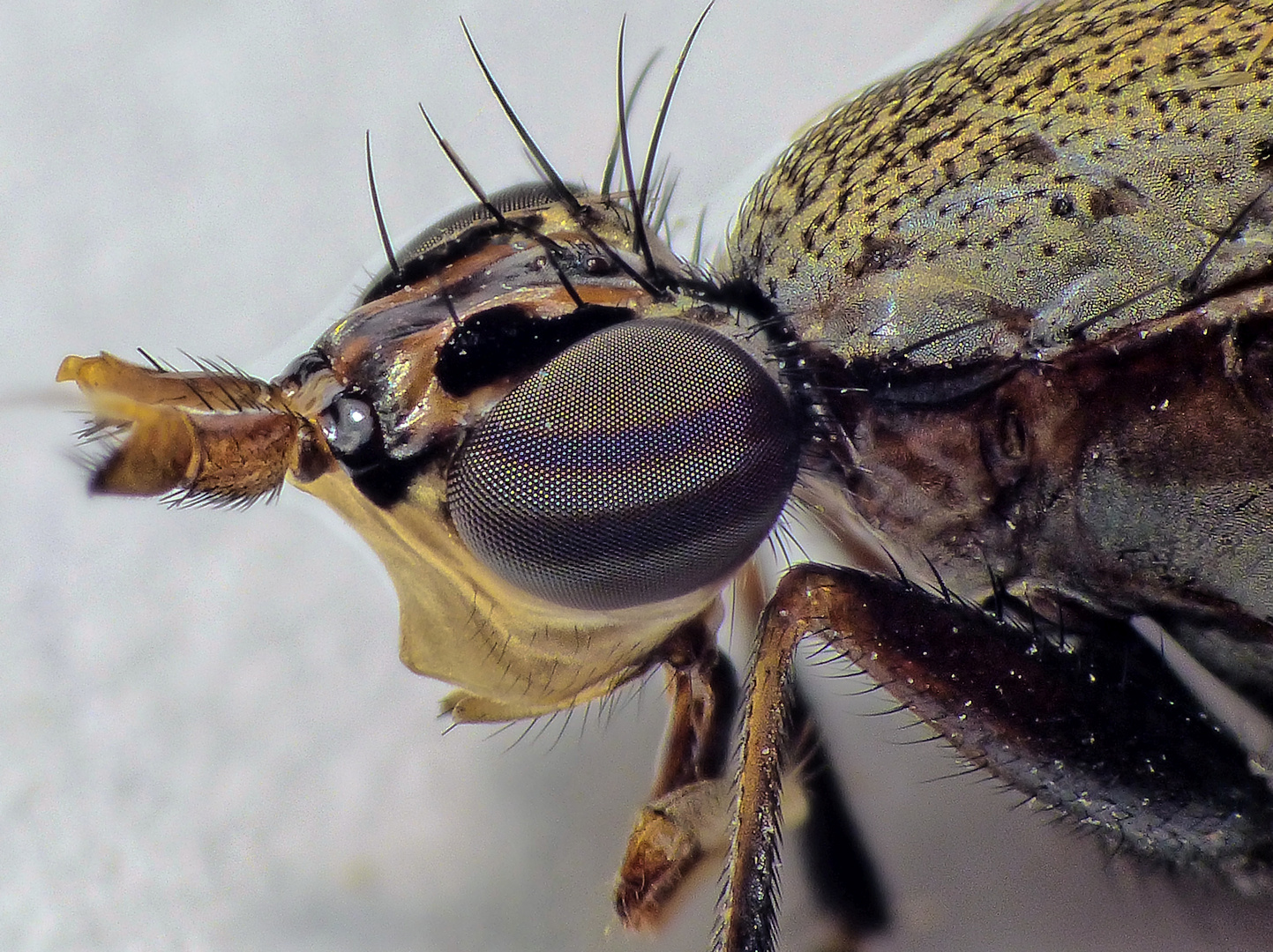 Melierte Schneckenfliege (Coremacera marginata) - Detailansicht