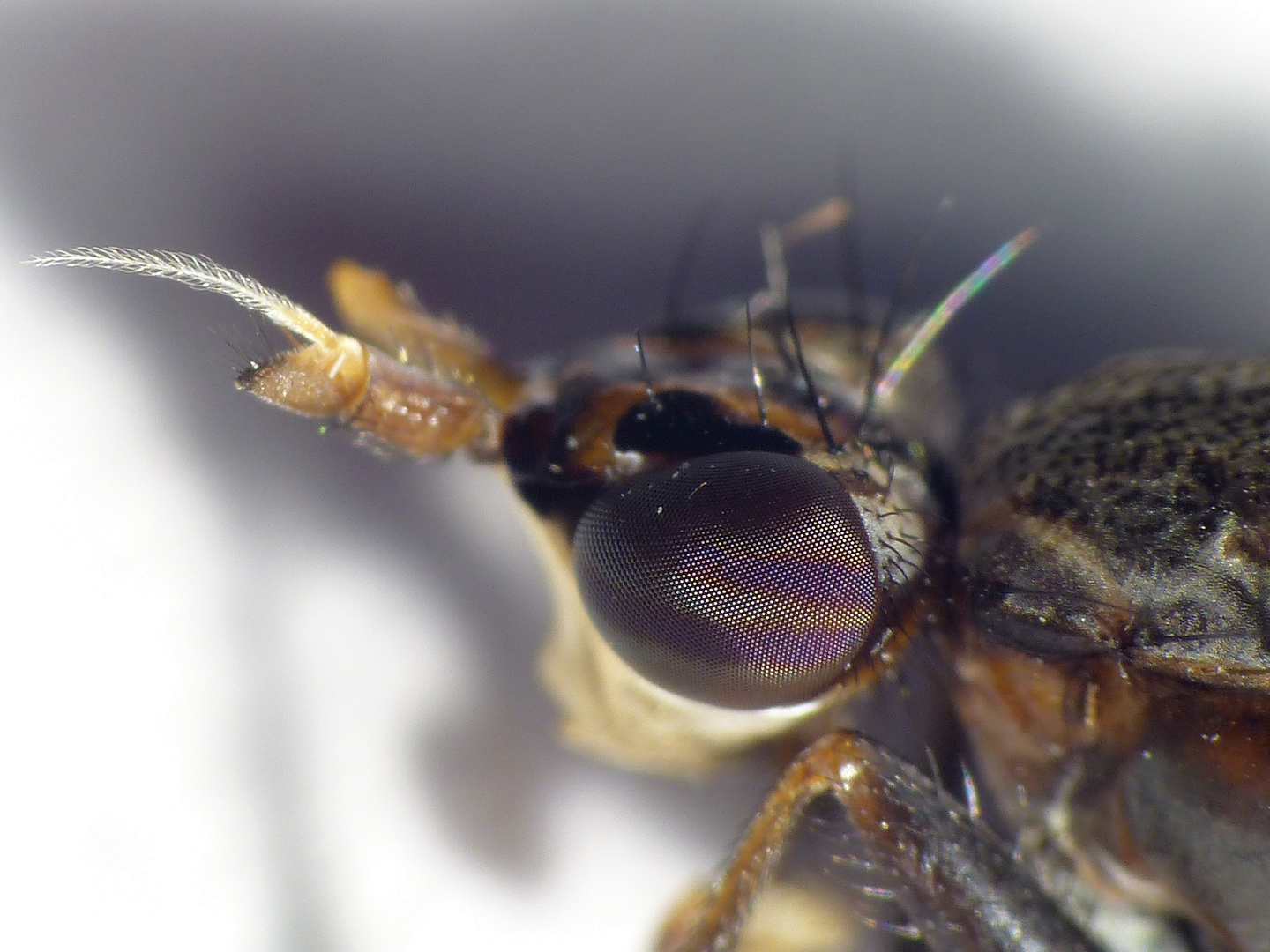 Melierte Schneckenfliege (Coremacera marginata) - Detailansicht