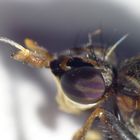 Melierte Schneckenfliege (Coremacera marginata) - Detailansicht