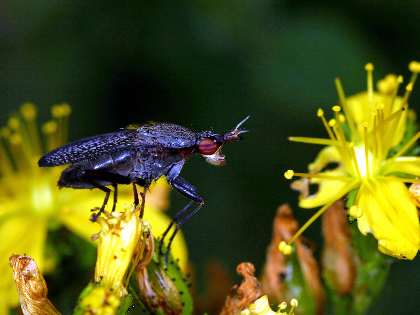 Melierte Schneckenfliege (Coremacera marginata)