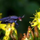 Melierte Schneckenfliege (Coremacera marginata)