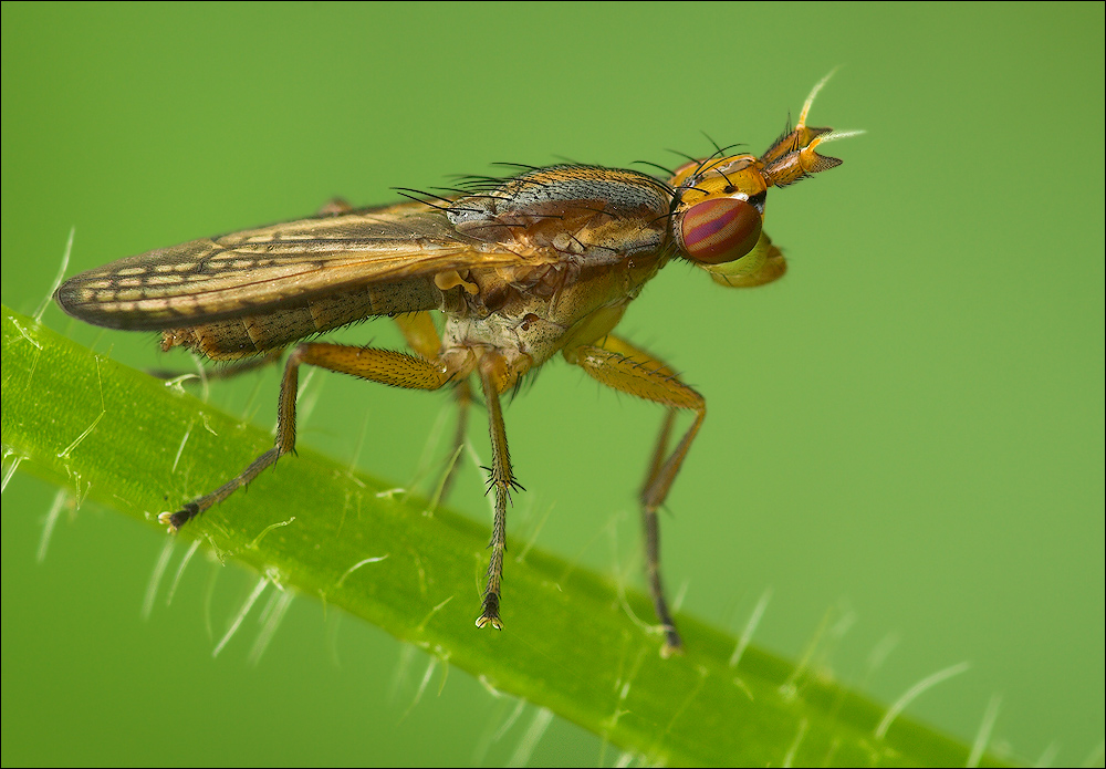 Melierte Schneckenfliege