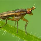 Melierte Schneckenfliege