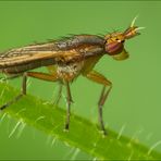 Melierte Schneckenfliege