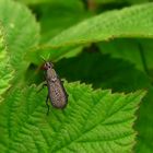 Melierte Schneckenfliege