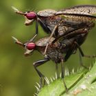 Melierte Schneckenfliegen bei der Paarung