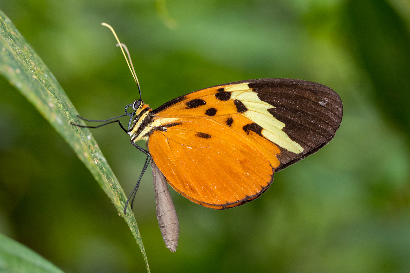 Melinaea Clearwing (Melinaea menophilus zaneka)